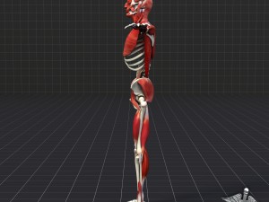 human muscle and bone structure 3D Модель