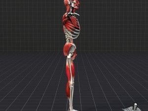 human muscle and bone structure 3D Модель