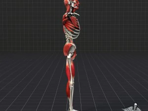 human muscle and bone structure 3D Model