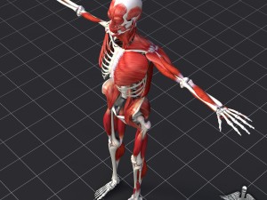 human muscle and bone structure 3D Модель