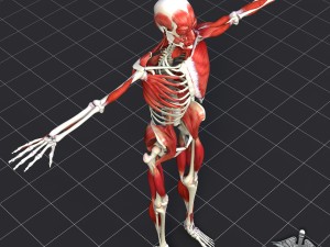 human muscle and bone structure 3D Модель