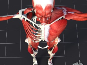 human muscle and bone structure 3D Модель