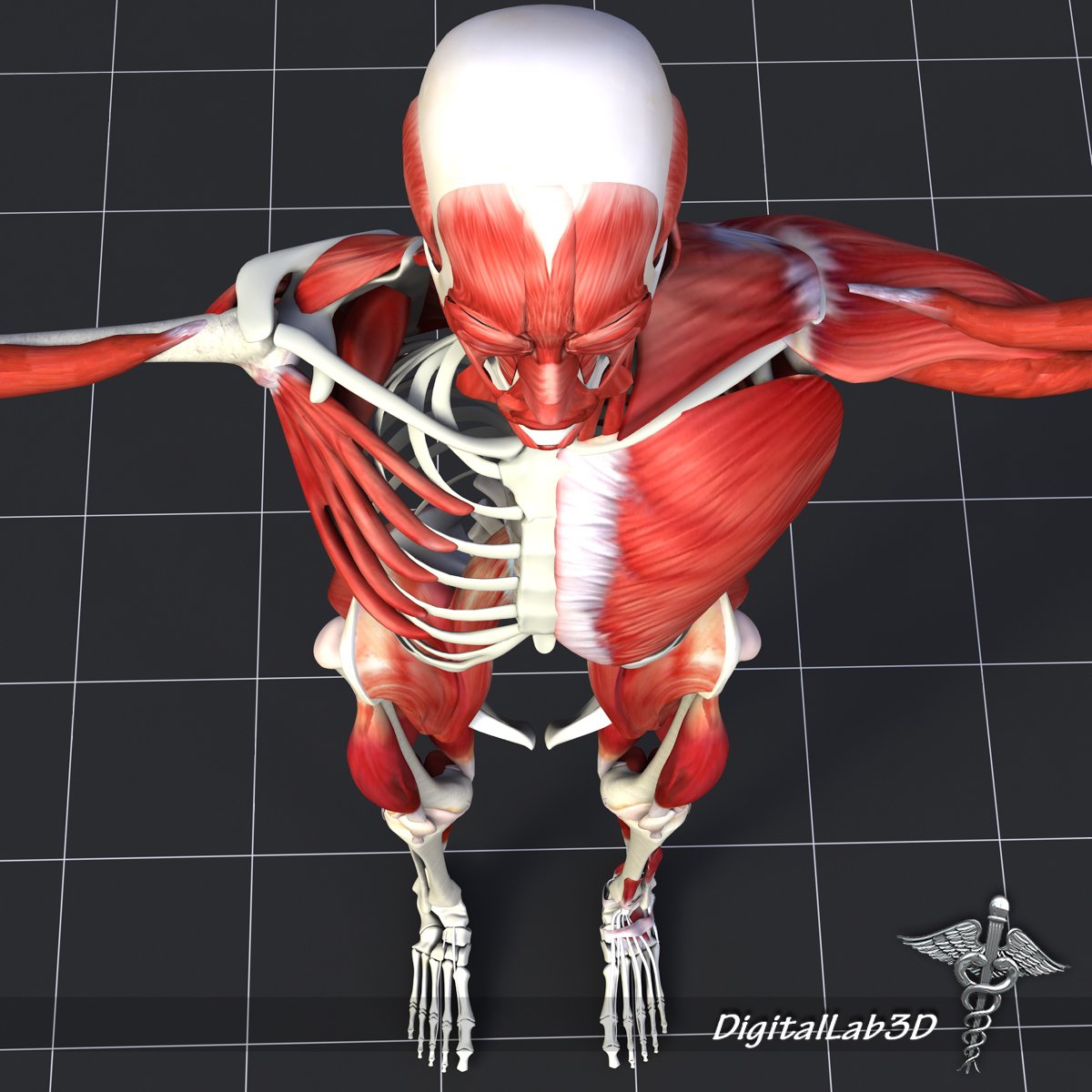 Human Muscle And Bone Structure 3D Model in Anatomy 3DExport