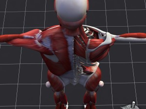human muscle and bone structure 3D Модель