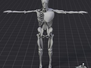 human muscle and bone structure 3D Модель