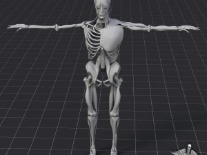 human muscle and bone structure 3D Model