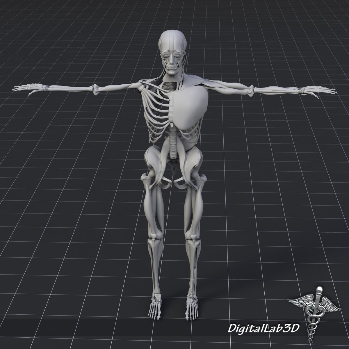 Bones and muscles. Human Bones 3d.