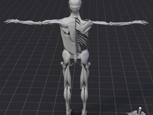 human muscle and bone structure 3D Модель