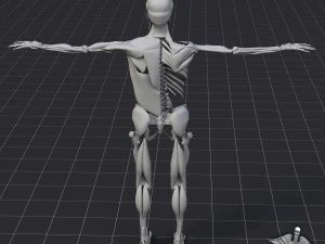 human muscle and bone structure 3D Model