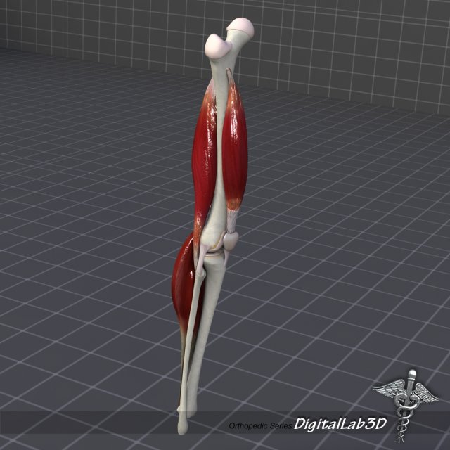 knee joint anatomy 3D Модель .c4d .max .obj .3ds .fbx .stl .blend 