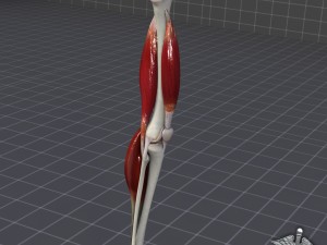 knee joint anatomy 3D Model