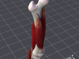 knee joint anatomy 3D Модель