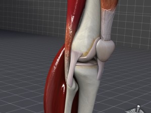 knee joint anatomy 3D Модель