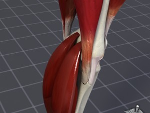 knee joint anatomy 3D Модель