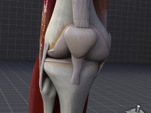 knee joint anatomy 3D Модель