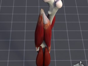 knee joint anatomy 3D Модель