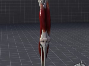 knee joint anatomy 3D Модель
