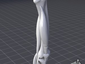 knee joint anatomy 3D Модель