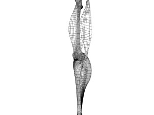 knee joint anatomy 3D Модель