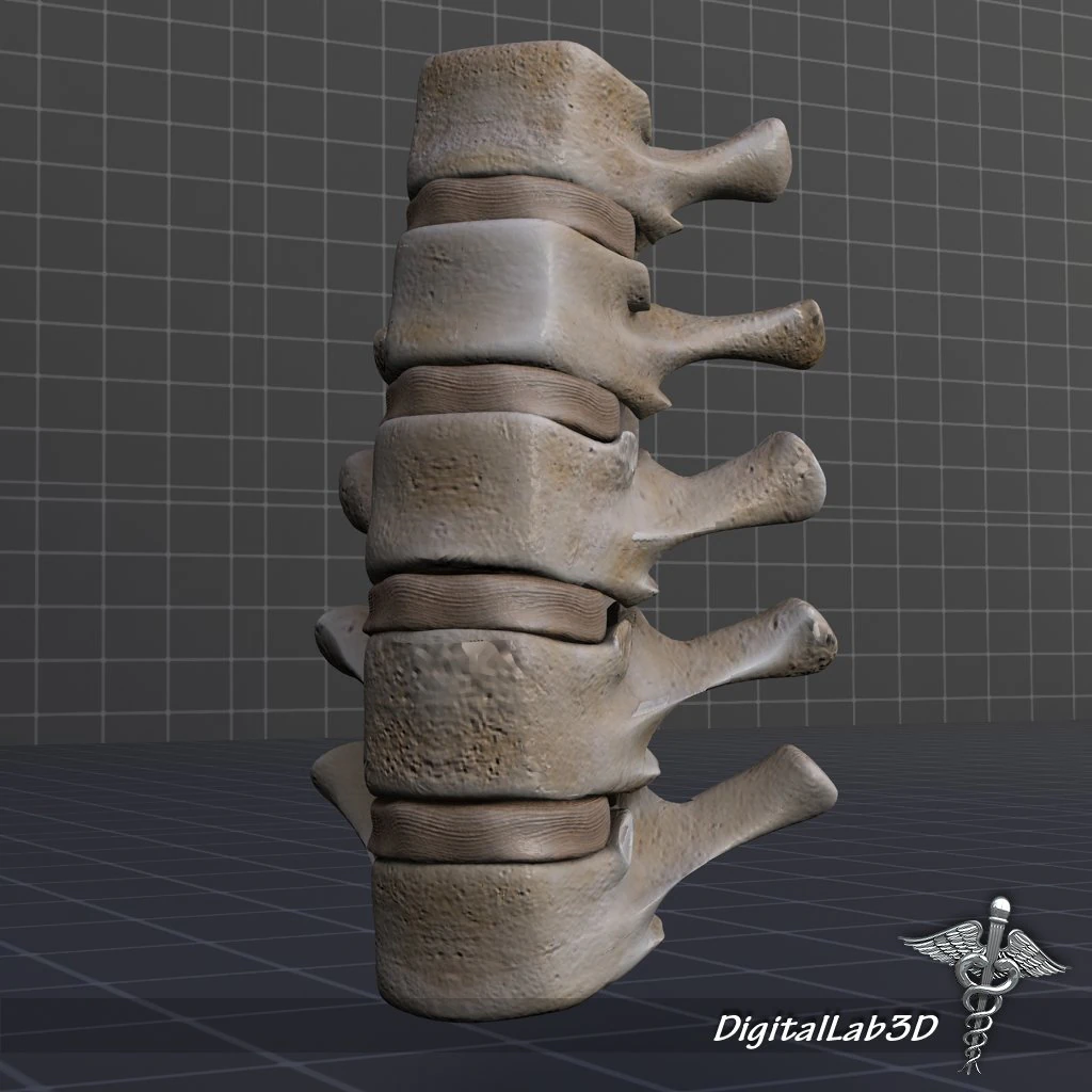 human lumbar vertebrae 3D Model .c4d .max .obj .3ds .fbx .stl .blend 