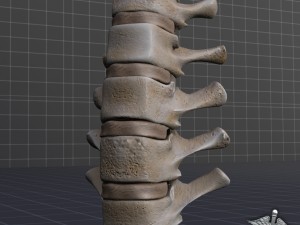 human lumbar vertebrae 3D Model