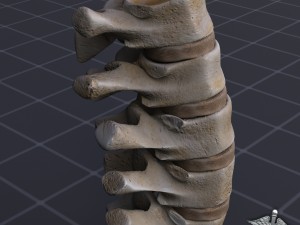 human lumbar vertebrae Modelo 3D