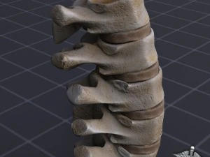 human lumbar vertebrae 3D Model