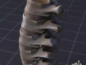 human lumbar vertebrae Modelo 3D