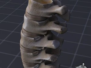 human lumbar vertebrae 3D Model