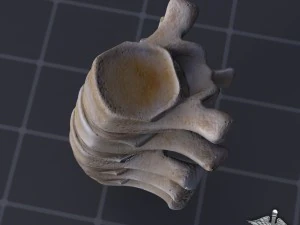 human lumbar vertebrae 3D Model