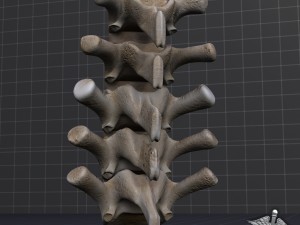 human lumbar vertebrae Modelo 3D