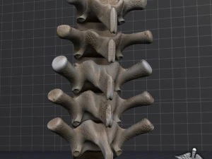 human lumbar vertebrae 3D Model