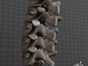 human lumbar vertebrae Modelo 3D