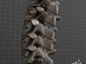 human lumbar vertebrae 3D Model