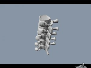 human lumbar vertebrae 3D Model