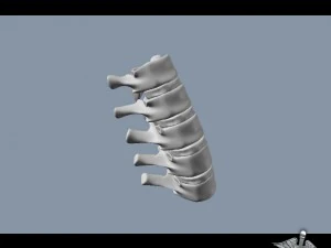 human lumbar vertebrae 3D Model