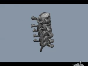 human lumbar vertebrae 3D Model
