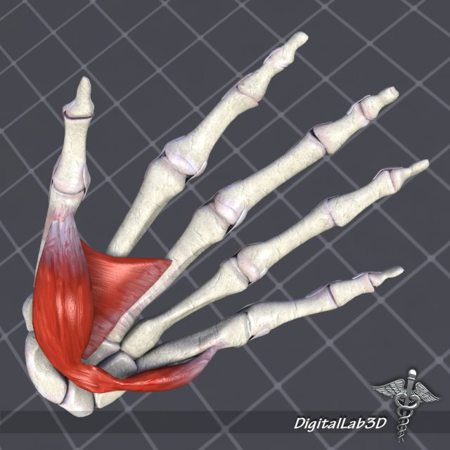 human hand bone and muscle structure 3Dモデル .c4d .max .obj .3ds .fbx .stl .blend 