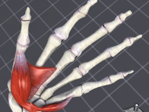 human hand bone and muscle structure 3D Model