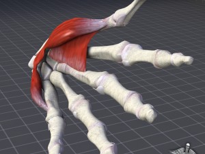 human hand bone and muscle structure 3Dモデル