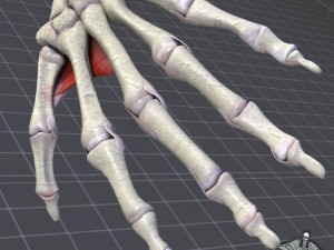 human hand bone and muscle structure 3Dモデル