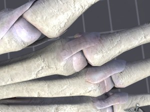 human hand bone and muscle structure 3Dモデル