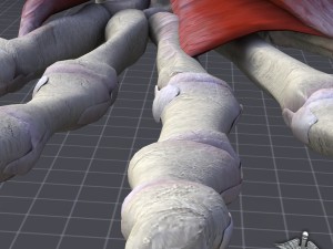 human hand bone and muscle structure 3Dモデル
