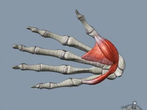 human hand bone and muscle structure 3D Model