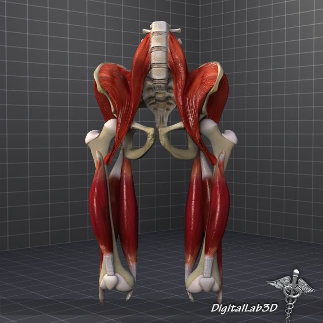 pelvis muscular group 3D Модель .c4d .max .obj .3ds .fbx .stl .blend 