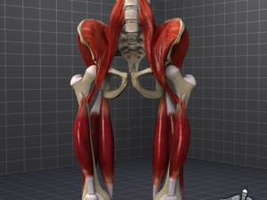 pelvis muscular group 3D Model