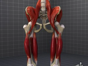 gruppo muscolare del bacino Modello 3D