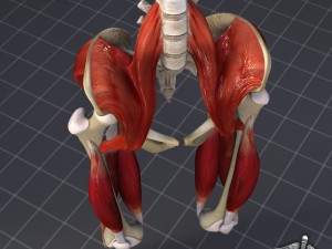 pelvis muscular group 3D Модель