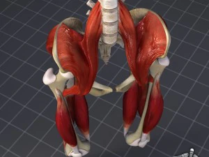pelvis muscular group 3D Model
