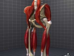 pelvis muscular group 3D Модель